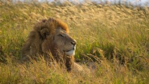 lion, big cat, king-7432661.jpg