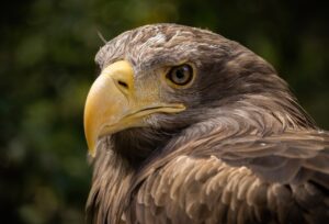 white-tailed eagle, bird, animal-7430195.jpg